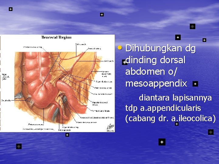  • Dihubungkan dg dinding dorsal abdomen o/ mesoappendix diantara lapisannya tdp a. appendicularis