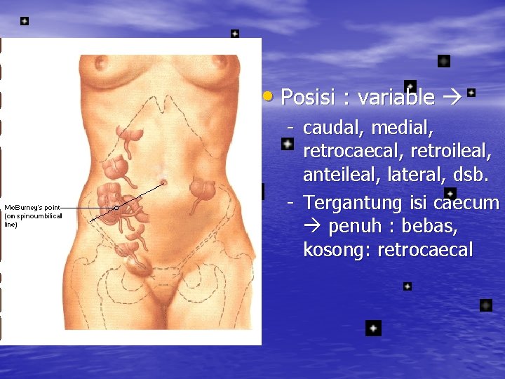  • Posisi : variable - caudal, medial, retrocaecal, retroileal, anteileal, lateral, dsb. -