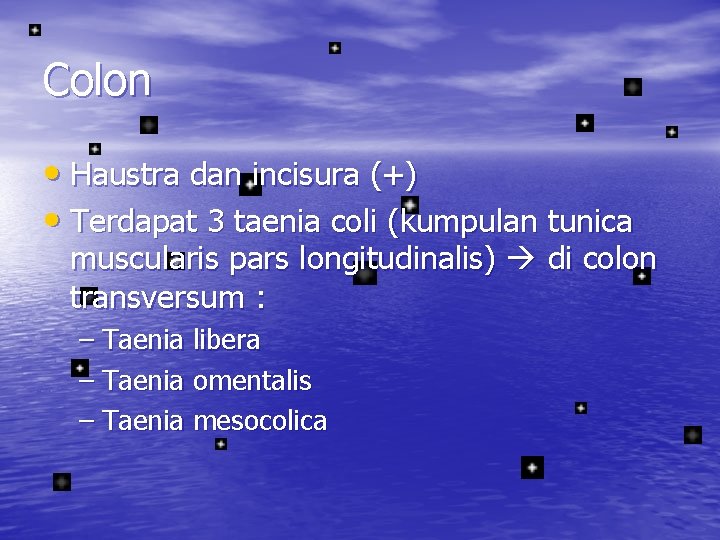 Colon • Haustra dan incisura (+) • Terdapat 3 taenia coli (kumpulan tunica muscularis