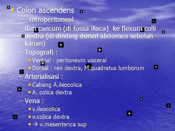  • Colon ascendens – - retroperitoneal – dari caecum (di fossa iliaca) ke