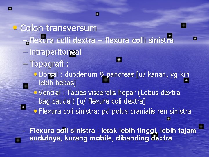  • Colon transversum – flexura colli dextra – flexura colli sinistra – intraperitoneal