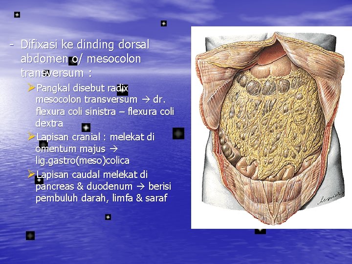 - Difixasi ke dinding dorsal abdomen o/ mesocolon transversum : ØPangkal disebut radix mesocolon