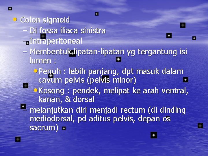  • Colon sigmoid – Di fossa iliaca sinistra – Intraperitoneal – Membentuk lipatan-lipatan