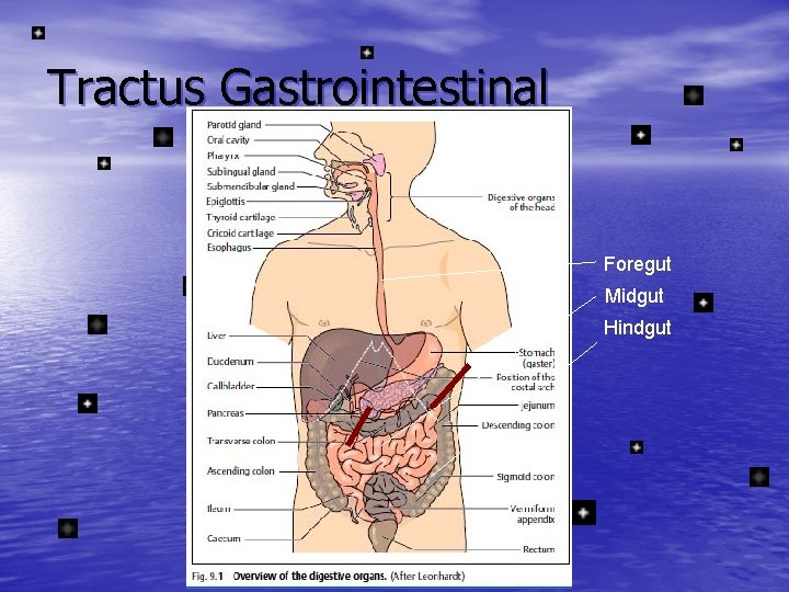 Tractus Gastrointestinal Foregut Midgut Hindgut 