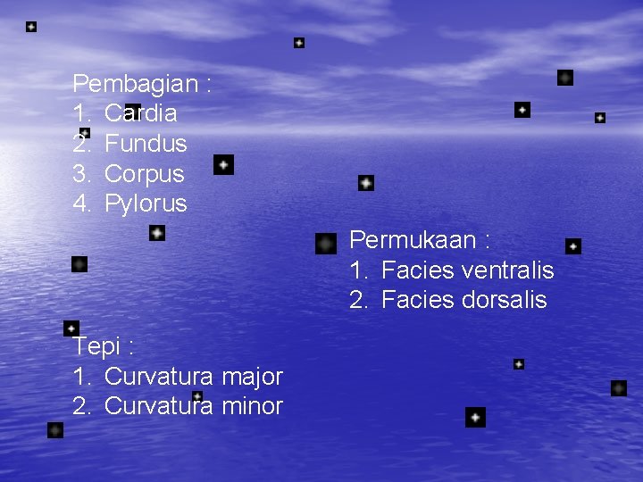 Pembagian : 1. Cardia 2. Fundus 3. Corpus 4. Pylorus Permukaan : 1. Facies