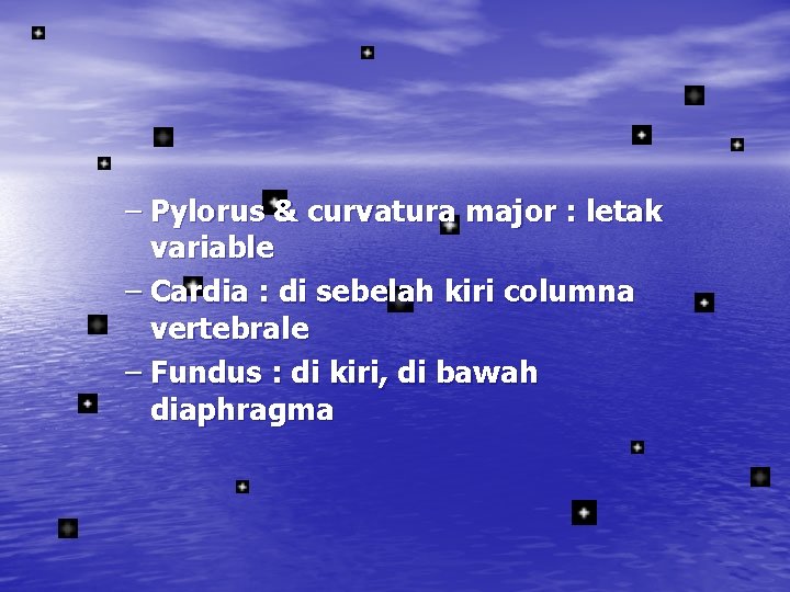 – Pylorus & curvatura major : letak variable – Cardia : di sebelah kiri