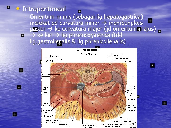  • Intraperitoneal - Omentum minus (sebagai lig. hepatogastrica) melekat pd curvatura minor membungkus