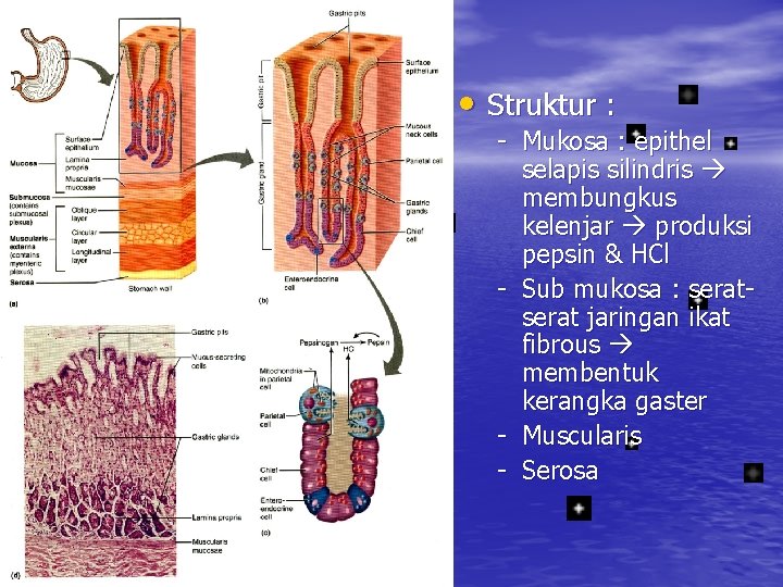  • Struktur : - Mukosa : epithel selapis silindris membungkus kelenjar produksi pepsin