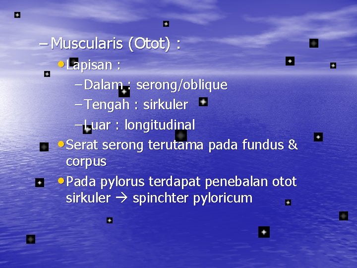 – Muscularis (Otot) : • Lapisan : – Dalam : serong/oblique – Tengah :