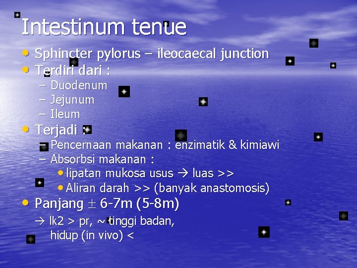 Intestinum tenue • Sphincter pylorus – ileocaecal junction • Terdiri dari : – Duodenum