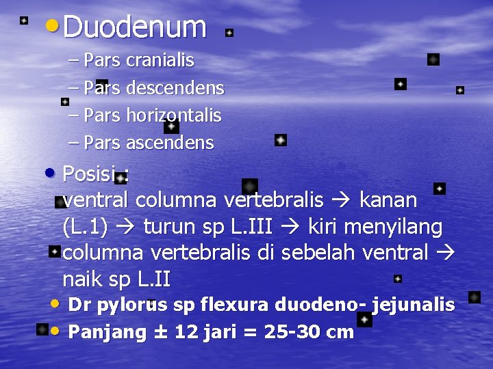  • Duodenum – Pars cranialis – Pars descendens – Pars horizontalis – Pars