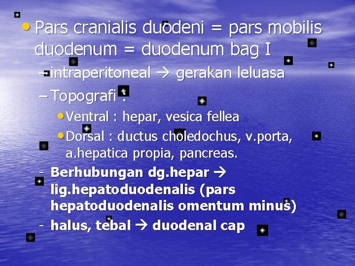  • Pars cranialis duodeni = pars mobilis duodenum = duodenum bag I –