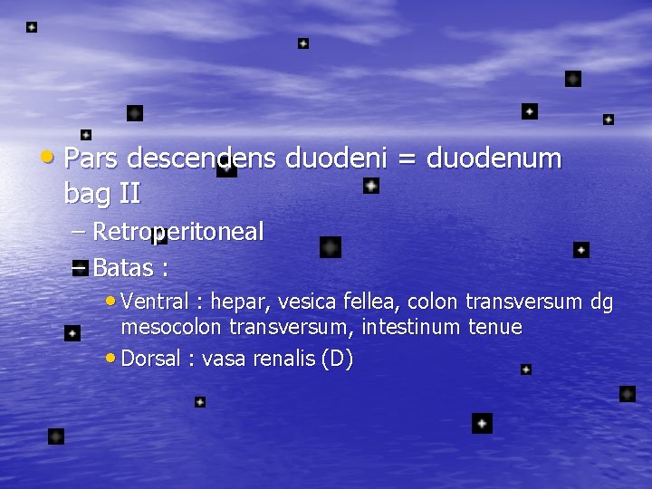  • Pars descendens duodeni = duodenum bag II – Retroperitoneal – Batas :