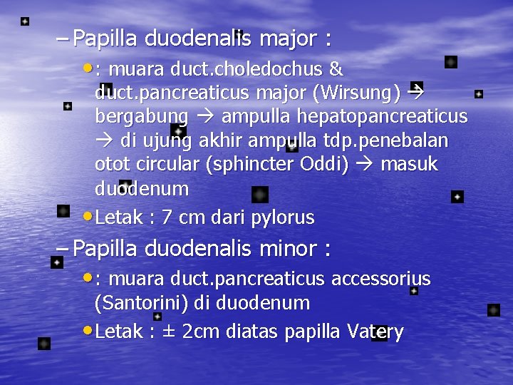 – Papilla duodenalis major : • : muara duct. choledochus & duct. pancreaticus major