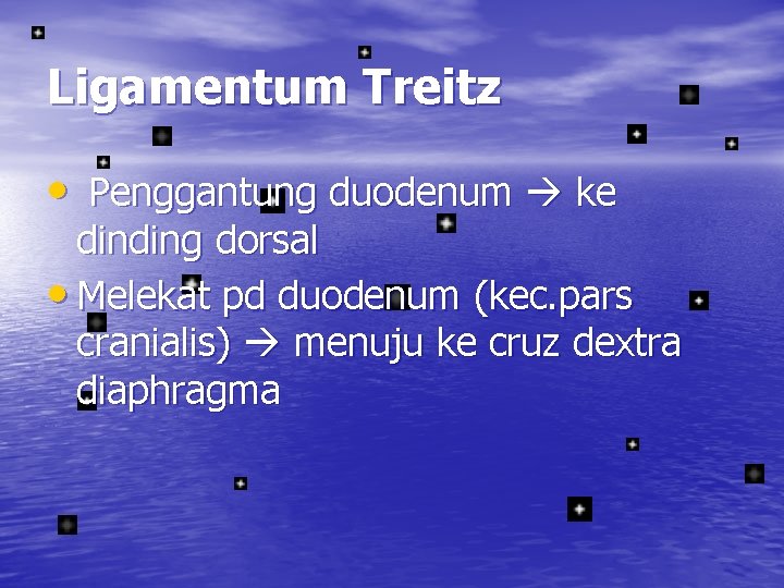 Ligamentum Treitz • Penggantung duodenum ke dinding dorsal • Melekat pd duodenum (kec. pars