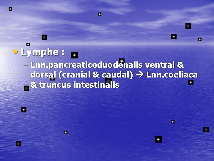  • Lymphe : – Lnn. pancreaticoduodenalis ventral & dorsal (cranial & caudal) Lnn.