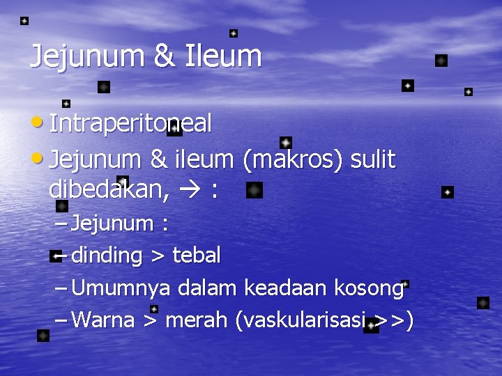 Jejunum & Ileum • Intraperitoneal • Jejunum & ileum (makros) sulit dibedakan, : –