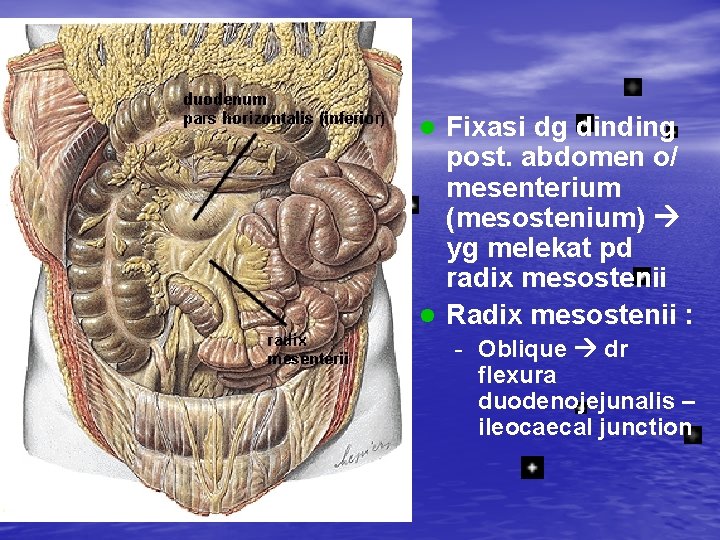 Fixasi dg dinding post. abdomen o/ mesenterium (mesostenium) yg melekat pd radix mesostenii l