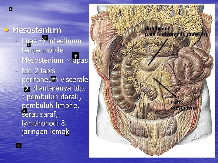  • Mesostenium - Luas intestinum tenue mobile - Mesostenium ~kipas - tdd 2