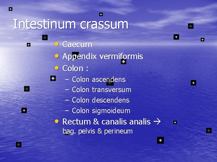 Intestinum crassum • Caecum • Appendix vermiformis • Colon : – – Colon ascendens