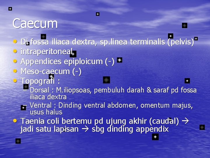 Caecum • Di fossa iliaca dextra, sp. linea terminalis (pelvis) • intraperitoneal • Appendices