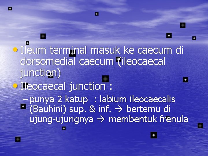  • Ileum terminal masuk ke caecum di dorsomedial caecum (ileocaecal junction) • Ileocaecal