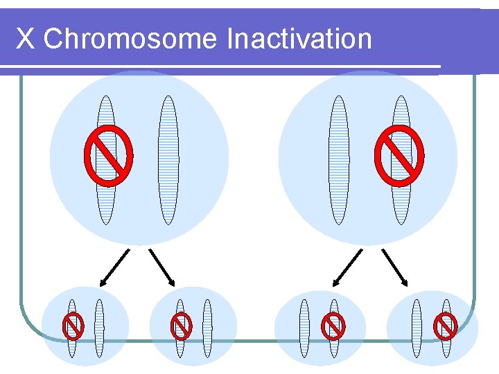 X Chromosome Inactivation 