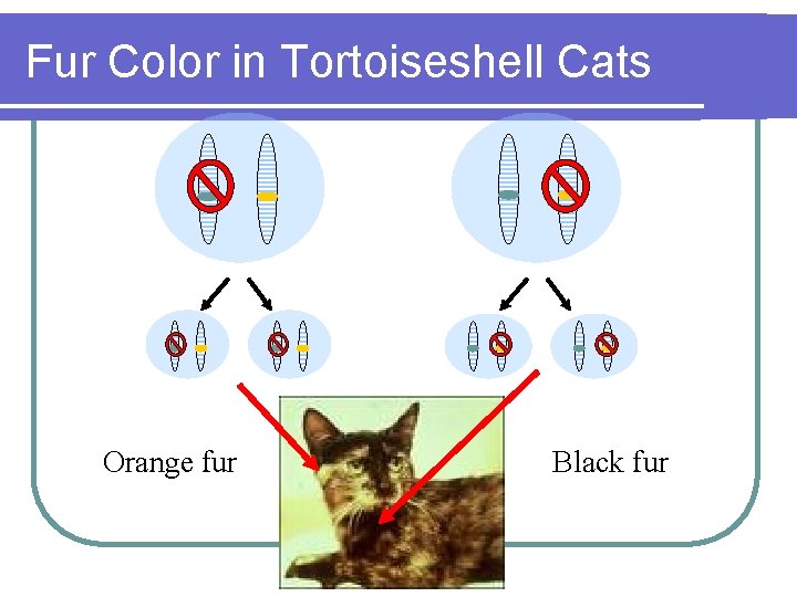 Fur Color in Tortoiseshell Cats Orange fur Black fur 