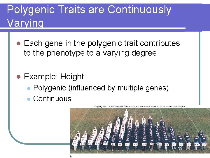 Polygenic Traits are Continuously Varying l Each gene in the polygenic trait contributes to