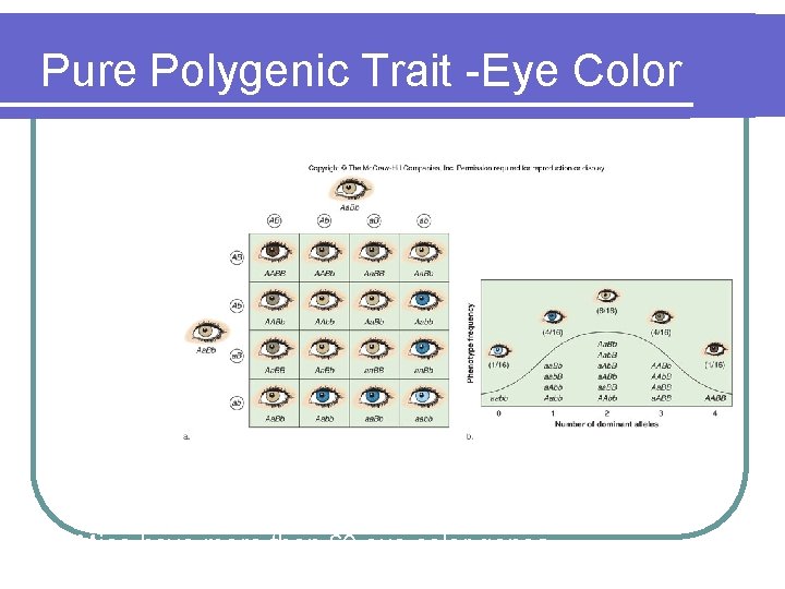 Pure Polygenic Trait -Eye Color Figure 7. 3 • The number of human eye