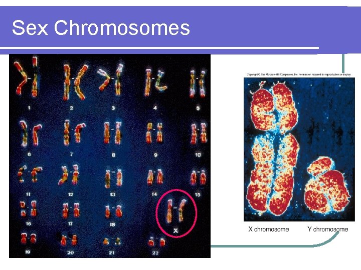 Sex Chromosomes 