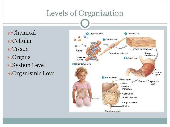 Levels of Organization Chemical Cellular Tissue Organs System Level Organismic Level 