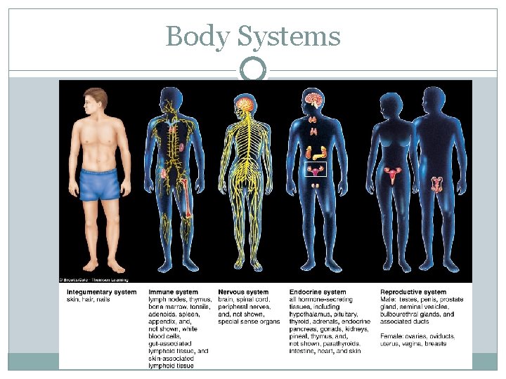 Body Systems 