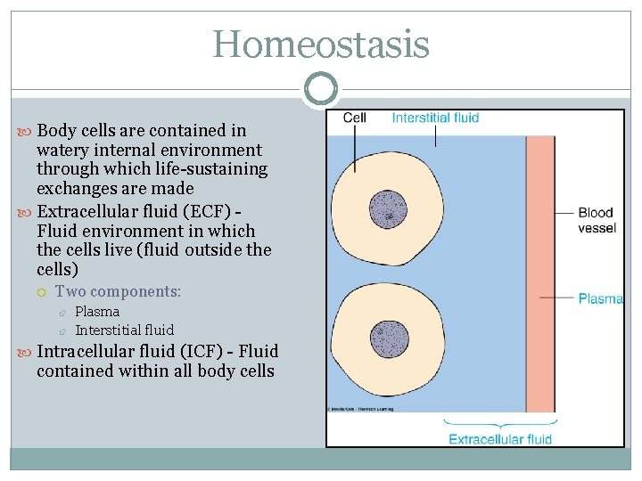 Homeostasis Body cells are contained in watery internal environment through which life-sustaining exchanges are