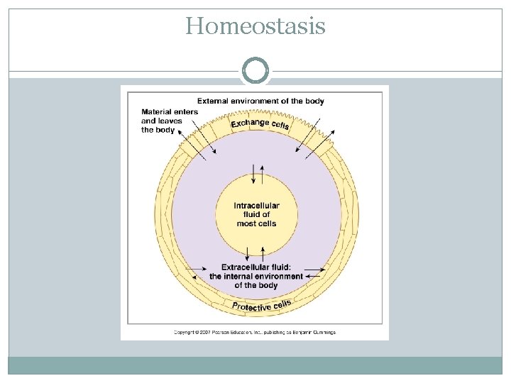 Homeostasis 