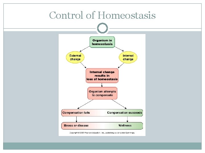 Control of Homeostasis 