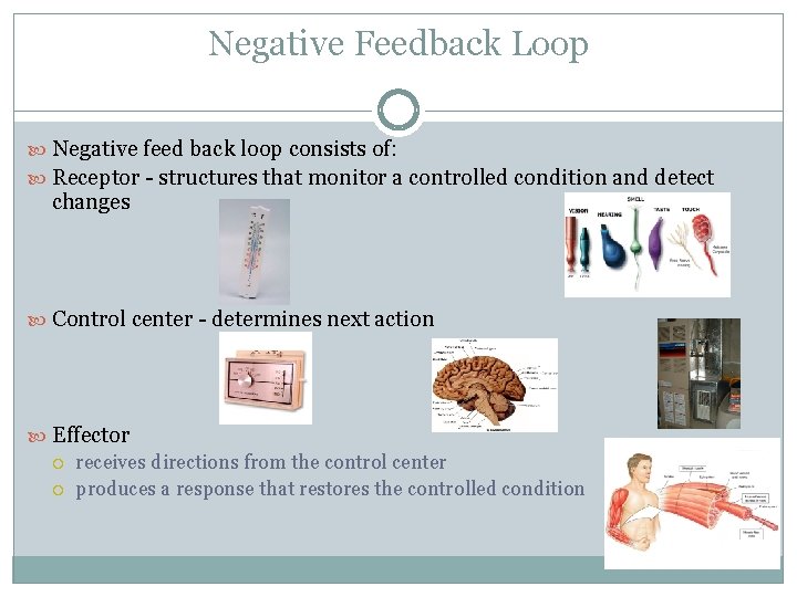 Negative Feedback Loop Negative feed back loop consists of: Receptor - structures that monitor