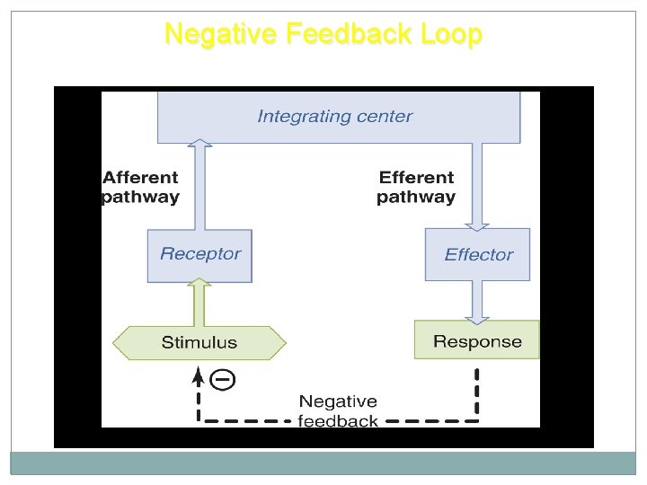 Negative Feedback Loop 