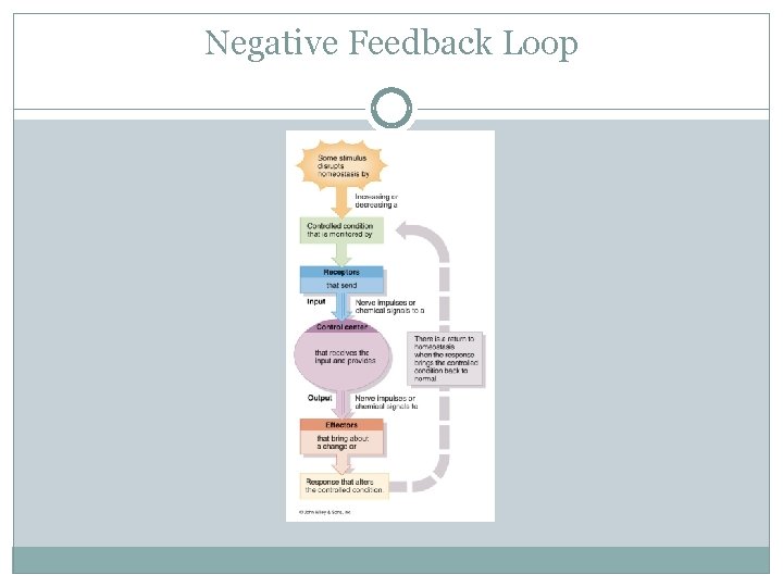 Negative Feedback Loop 