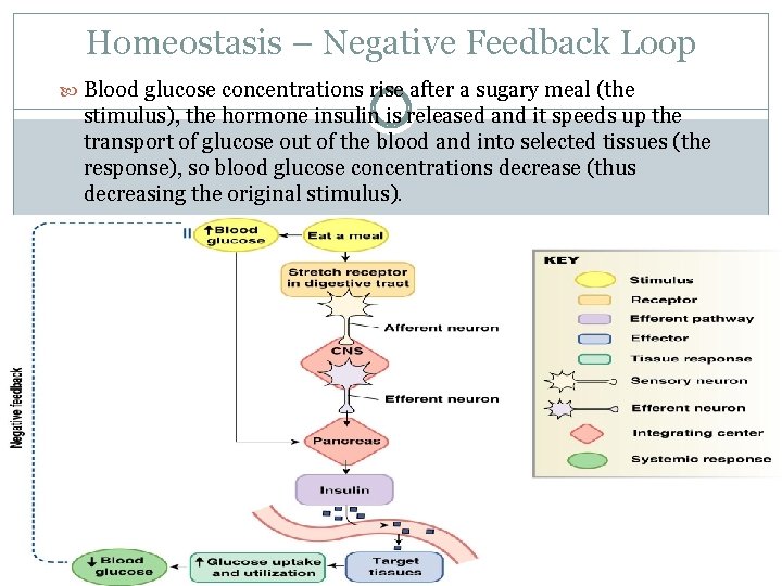 Homeostasis – Negative Feedback Loop Blood glucose concentrations rise after a sugary meal (the