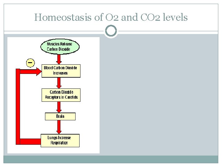 Homeostasis of O 2 and CO 2 levels 