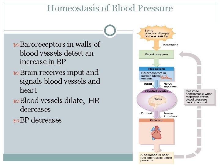 Homeostasis of Blood Pressure Baroreceptors in walls of blood vessels detect an increase in