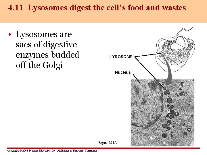 4. 11 Lysosomes digest the cell’s food and wastes • Lysosomes are sacs of