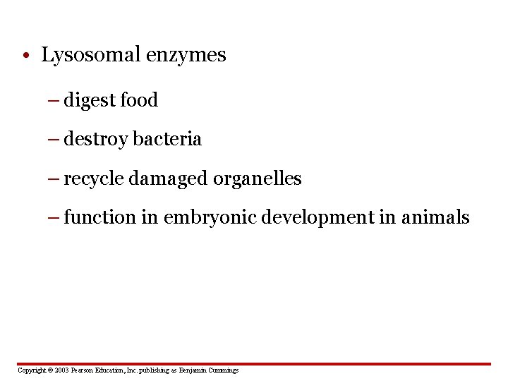  • Lysosomal enzymes – digest food – destroy bacteria – recycle damaged organelles
