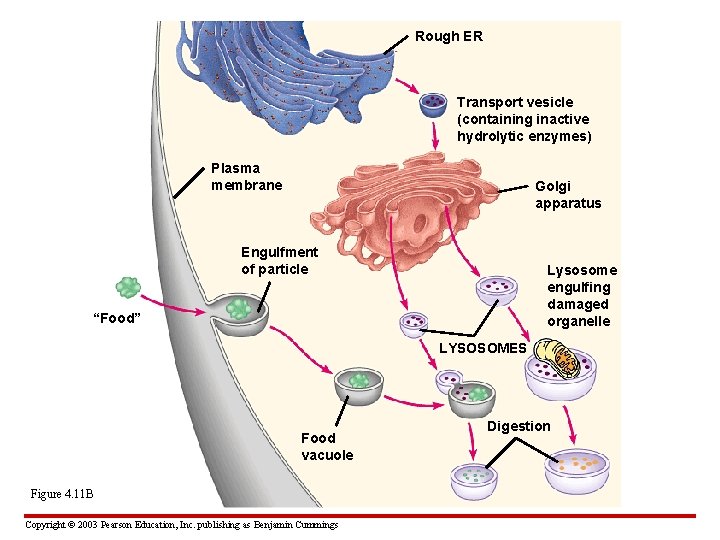 Rough ER Transport vesicle (containing inactive hydrolytic enzymes) Plasma membrane Golgi apparatus Engulfment of