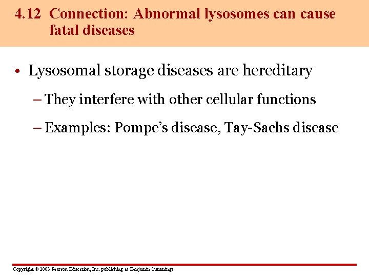 4. 12 Connection: Abnormal lysosomes can cause fatal diseases • Lysosomal storage diseases are