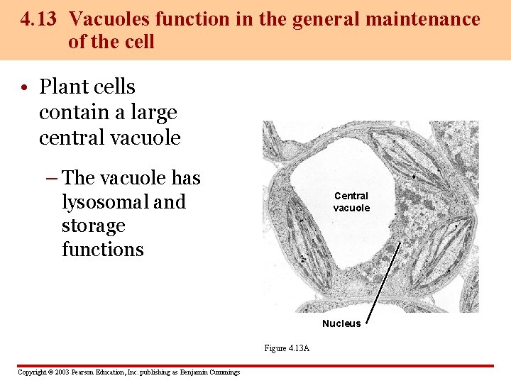 4. 13 Vacuoles function in the general maintenance of the cell • Plant cells