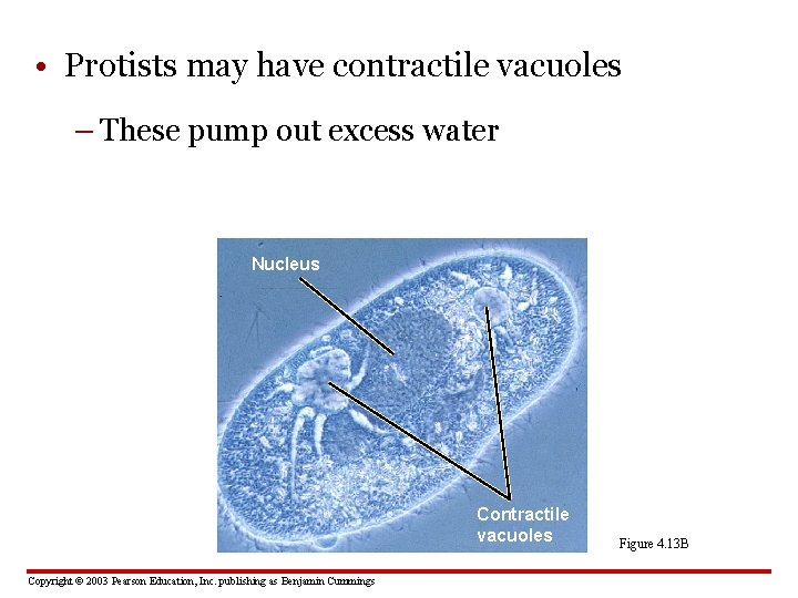  • Protists may have contractile vacuoles – These pump out excess water Nucleus