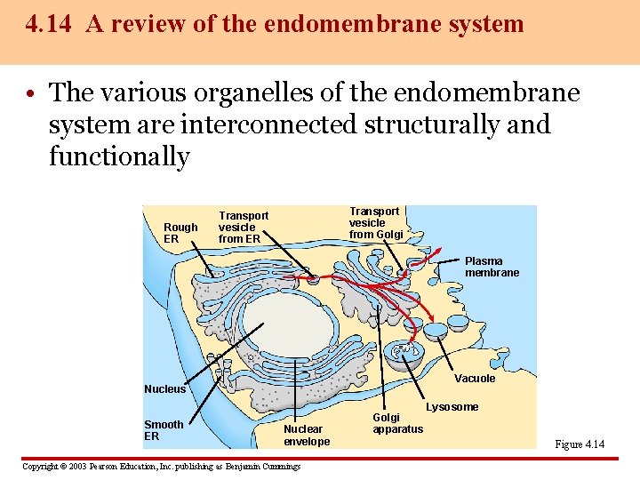 4. 14 A review of the endomembrane system • The various organelles of the