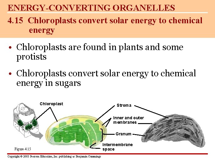 ENERGY-CONVERTING ORGANELLES 4. 15 Chloroplasts convert solar energy to chemical energy • Chloroplasts are